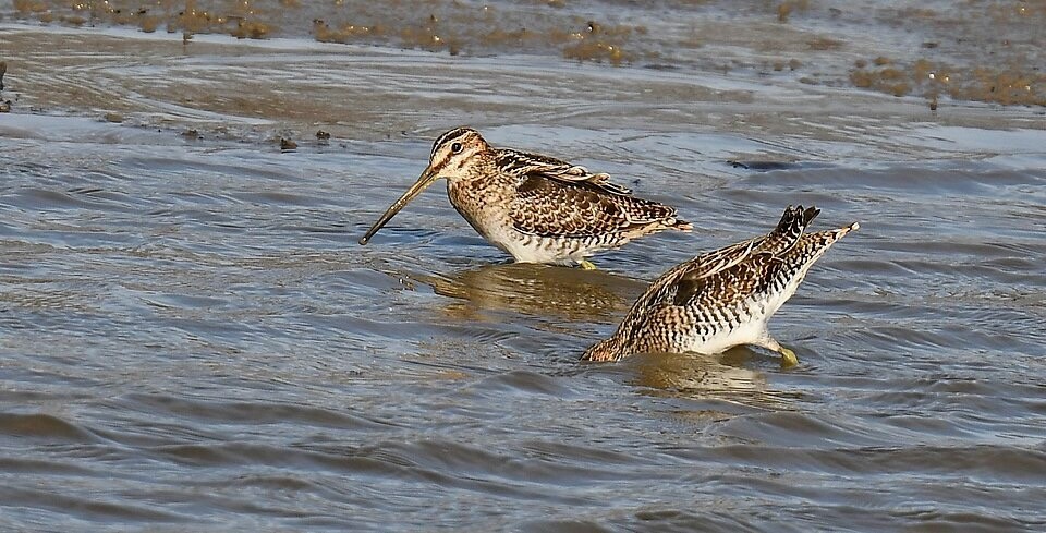 Wilson's Snipe - 51775355201.jpg by Wildreturn is licensed under CC 2.0